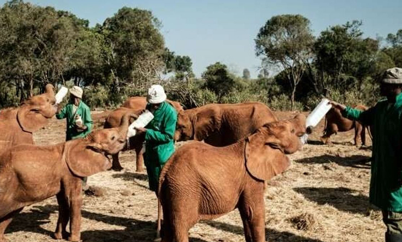 Bebés elefantes encuentran una nueva vida en un orfanato de Kenia