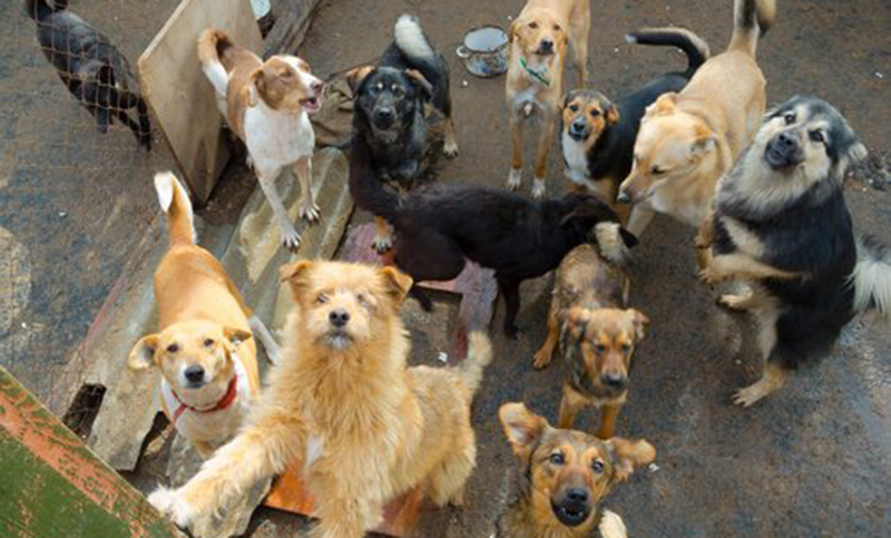 En la ciudad de San Luis bajarán los impuestos a los que adopten animales de refugios