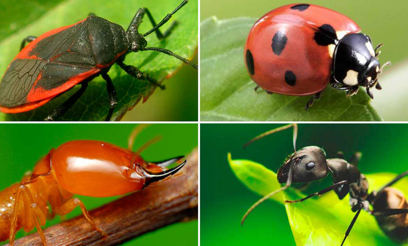 Desarrollan el primer portal web sobre insectos de Argentina y Uruguay