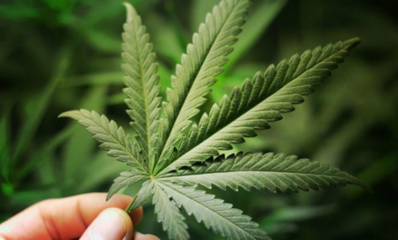 Tabacaleros incursionan en el cannabis medicinal