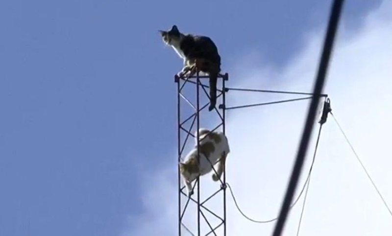 Un bombero rescató a dos gatos colgados en lo alto de una antena
