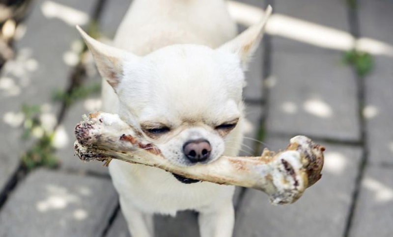 Alimentación mascotera: conozca los mejores huesos para perros