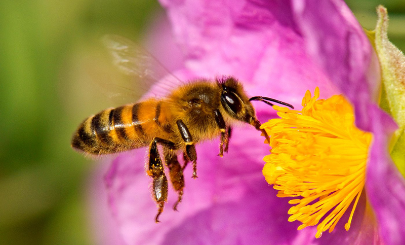 Preocupa la reducción de su población de abejas