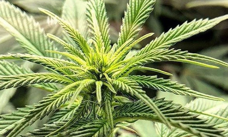 El diputado Igon insiste en que se debe habilitar el autocultivo de cannabis para uso medicinal