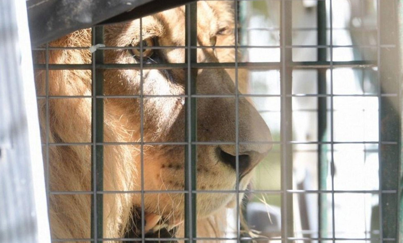 Los leones del zoo de La Plata ya están libres en el santuario de Minnesota