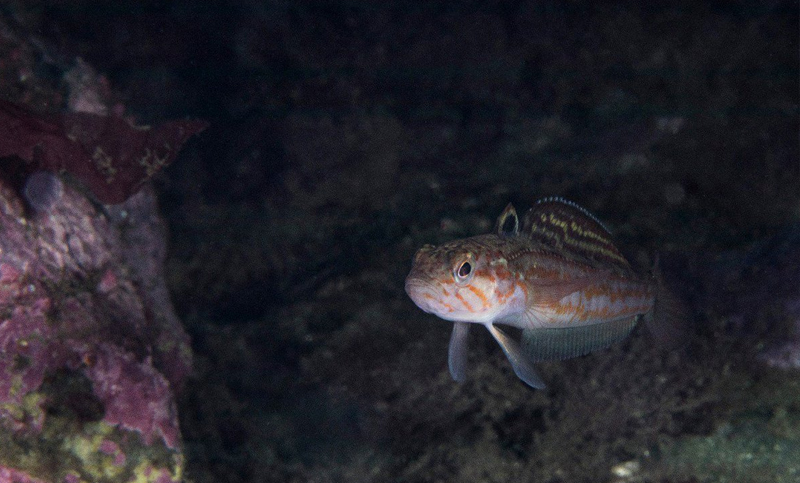 Descubren un mecanismo en peces que les permite ver en las profundidades del océano