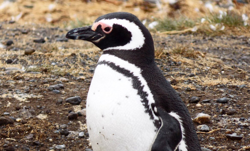 Hallan siete pingüinos patagónicos muertos en la costa bonaerense de Villa Gesell