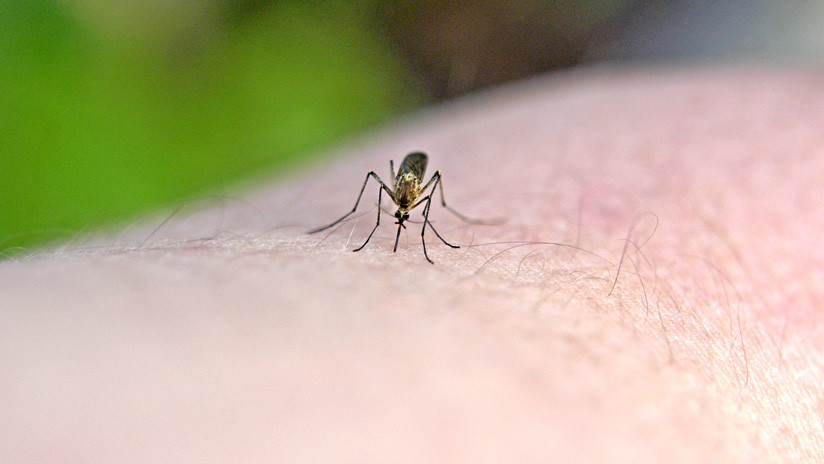 Revelan por qué los mosquitos sólo pican a algunas personas
