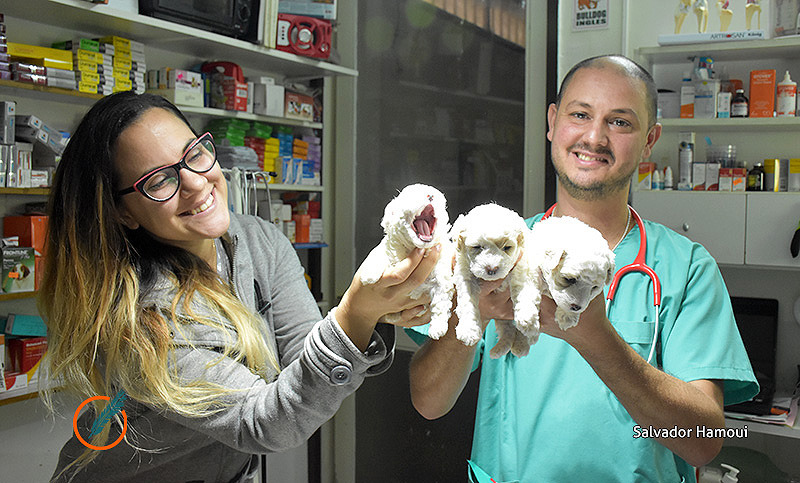 Cachorros: primera consulta al veterinario y sus controles periódicos