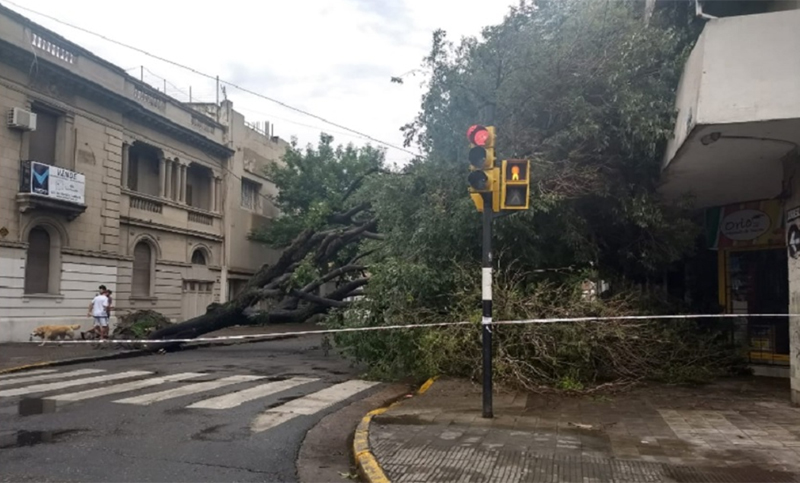 Por las fuertes ráfagas cayeron unos 15 árboles y 4 columnas en Rosario