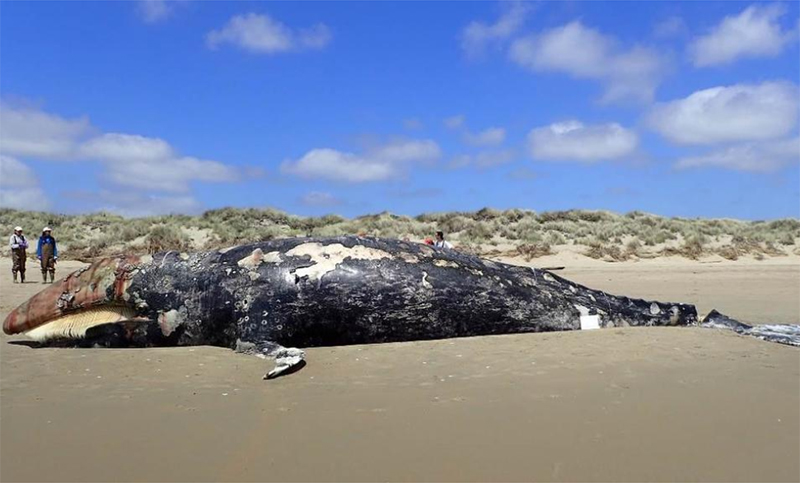Una inusitada mortandad de ballenas grises fuerza una declaración de emergencia federal
