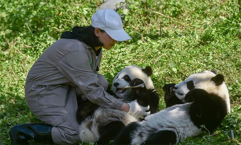 Dos pandas gemelos, una promesa para la supervivencia de la especie