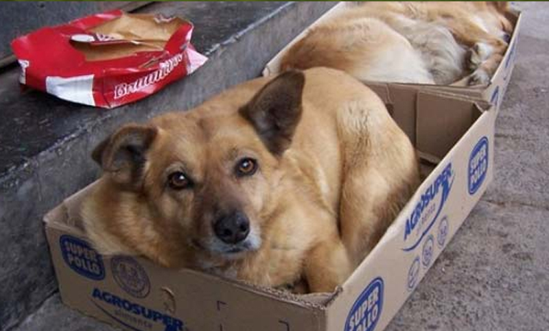 Promulgan la ley que prohíbe la eutanasia, matanza y sacrificio de mascotas en Chubut