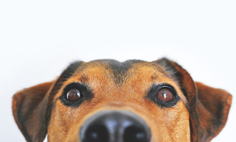 Científicos descubren el porqué de la mirada tierna de los perros