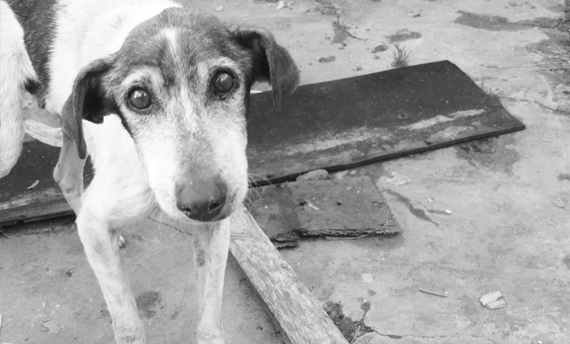 Rescatan a un perro en Villa Gobernador Gálvez que llevaba 20 días de abandono