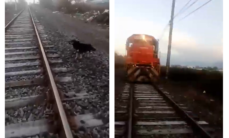Dejaron un perro atado a las vías del tren: el maquinista frenó de milagro