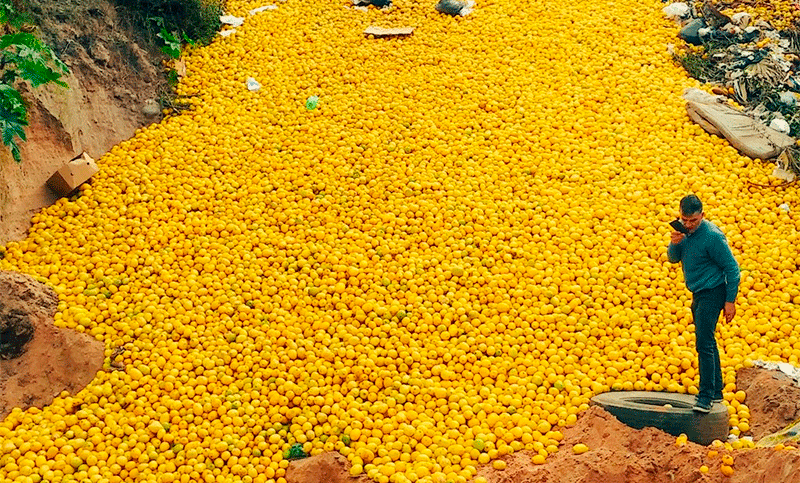 El motivo por el que Tucumán desecha y regala toneladas de limones