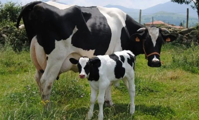 Brasil suspendió las ventas de carne bovina a China por un caso atípico de «vaca loca»
