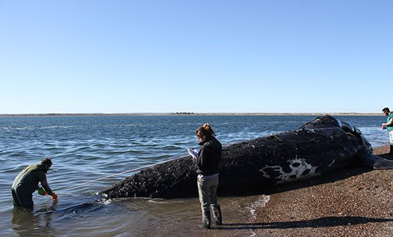 Crean una red federal para asistir varamientos de fauna marina en las costas argentinas