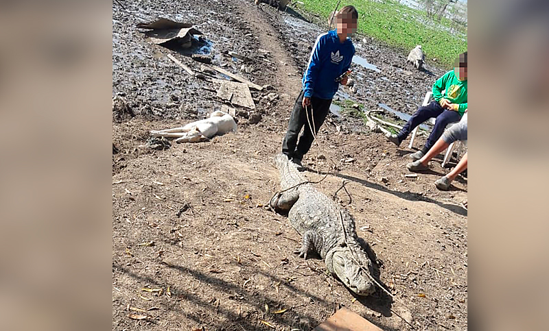 Alvear: encontraron un yacaré a la vera del Paraná