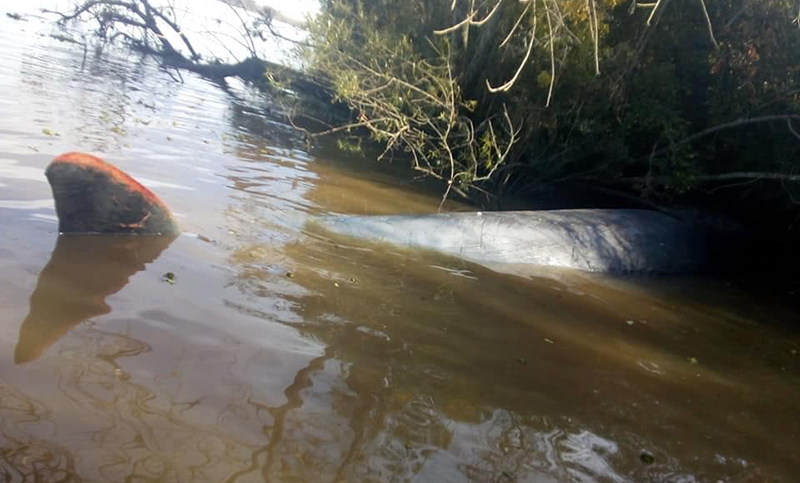 Una ballena fue hallada sin vida en el Paraná a la altura de Escobar