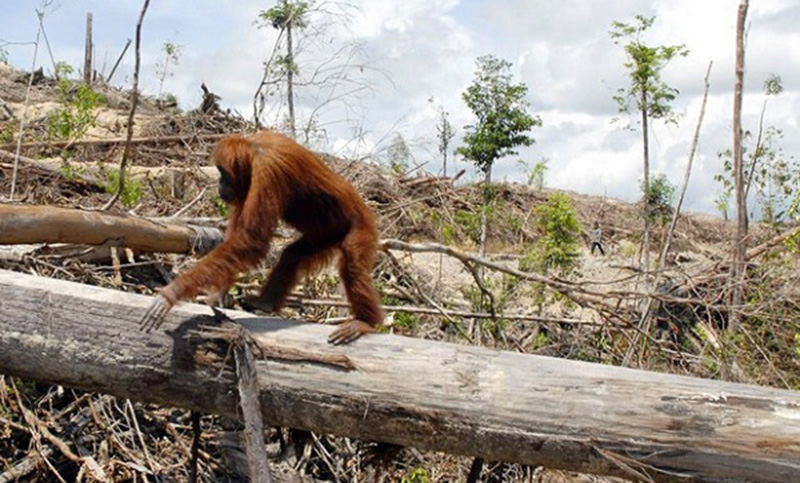 La deforestación y el calentamiento, combinación mortal para la vida salvaje