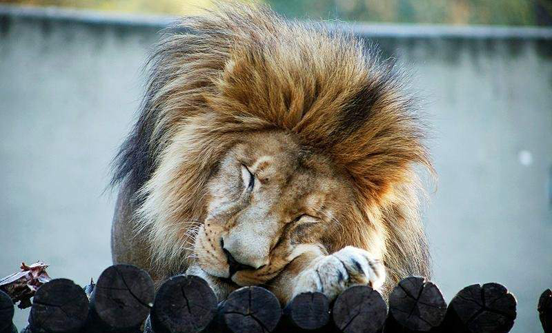 El león del zoológico de Córdoba será trasladado a África