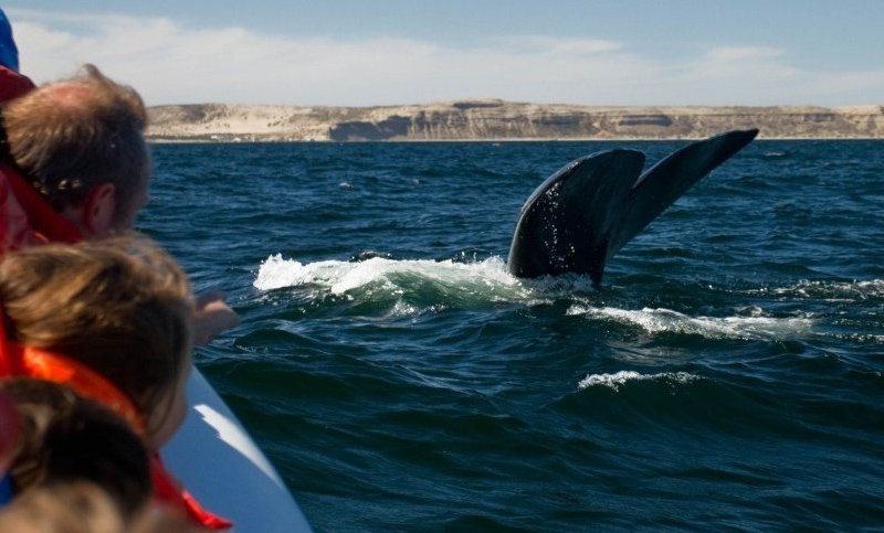 El avistaje de ballenas de Península Valdés, elegido el mejor del continente