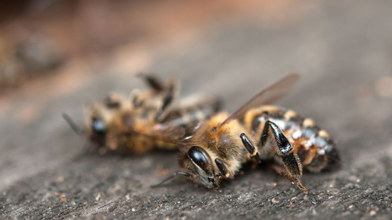 La desaparición de las abejas podría originar un colapso global de enorme magnitud