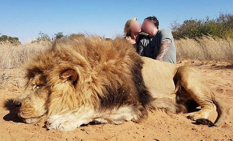 Mataron a un león y se sacaron fotos besándose detrás de él