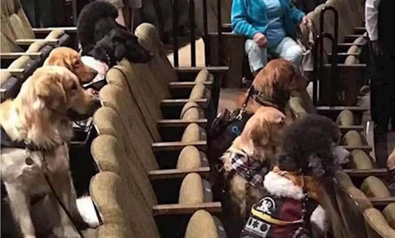 Canadá: hicieron una función de teatro exclusiva para perros lazarillos 