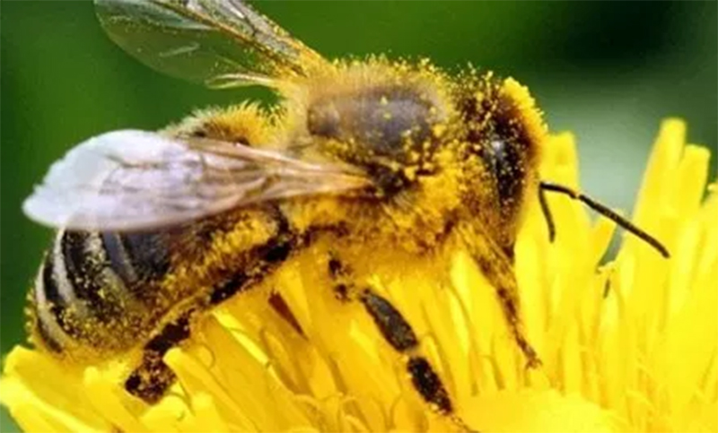 Muerte de abejas en Brasil es un mensaje para la humanidad