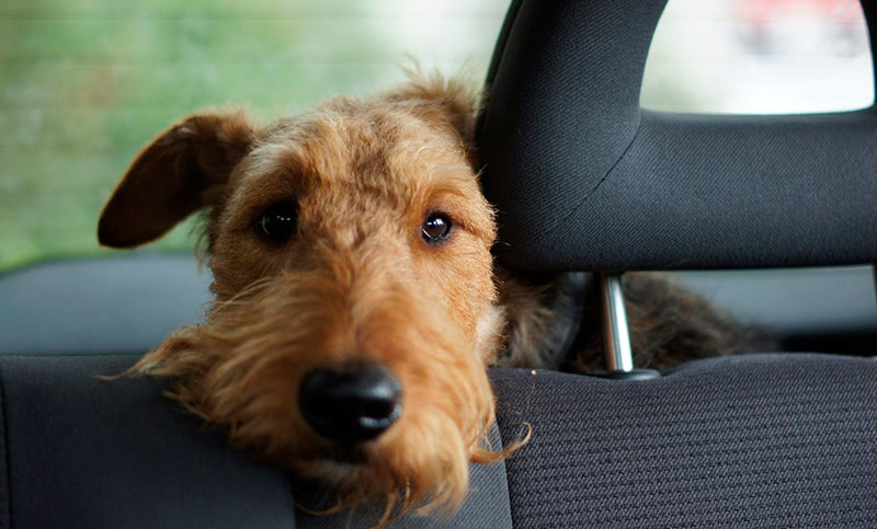 Trucos para limpiar los molestos pelos de tu mascota en el auto