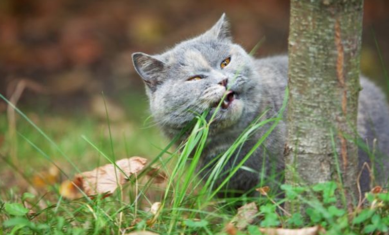 ¿Por qué gatos y perros comen hierba?