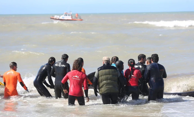 Siete orcas vararon en Mar Chiquita: seis fueron devueltas al mar y una murió