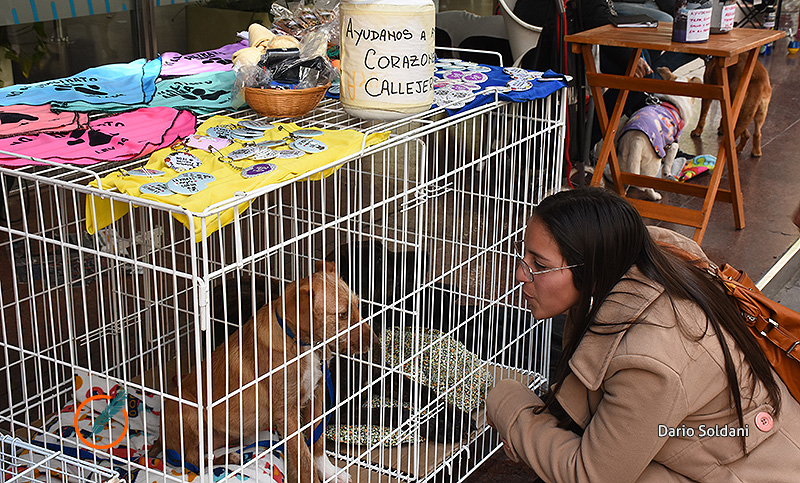 La crisis llegó a los animales: protectoras afirman que aumentó la cantidad de perros abandonados