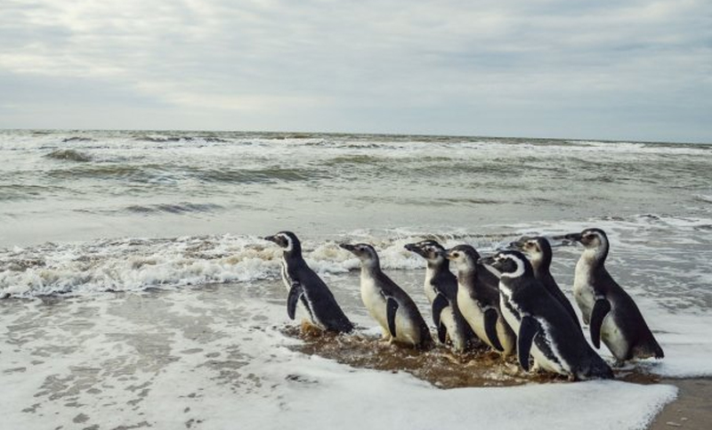 Devuelven al mar a tres pingüinos que estaban en rehabilitación
