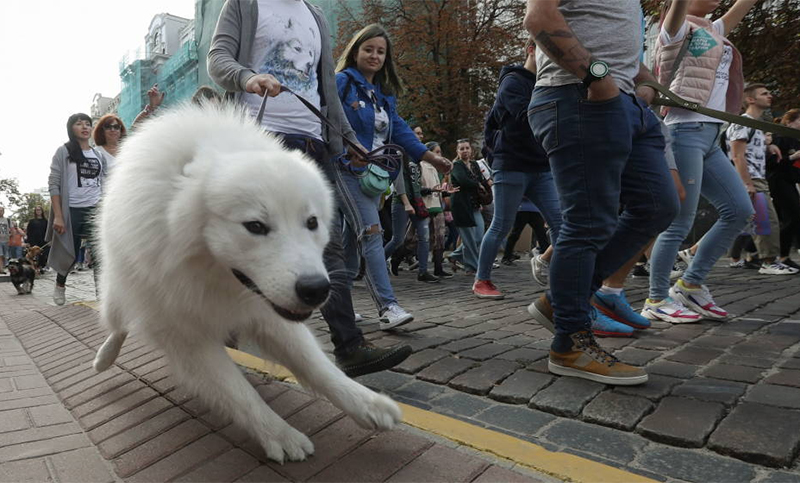 Una nueva ley multará a quien no saque a pasear a diario a su mascota
