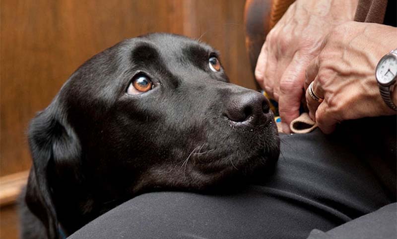 Impulsan el uso de perros para acompañar niños durante procesos judiciales