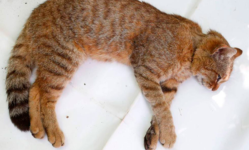 El gato-zorro, la nueva especie felina que investigadores franceses creen haber descubierto