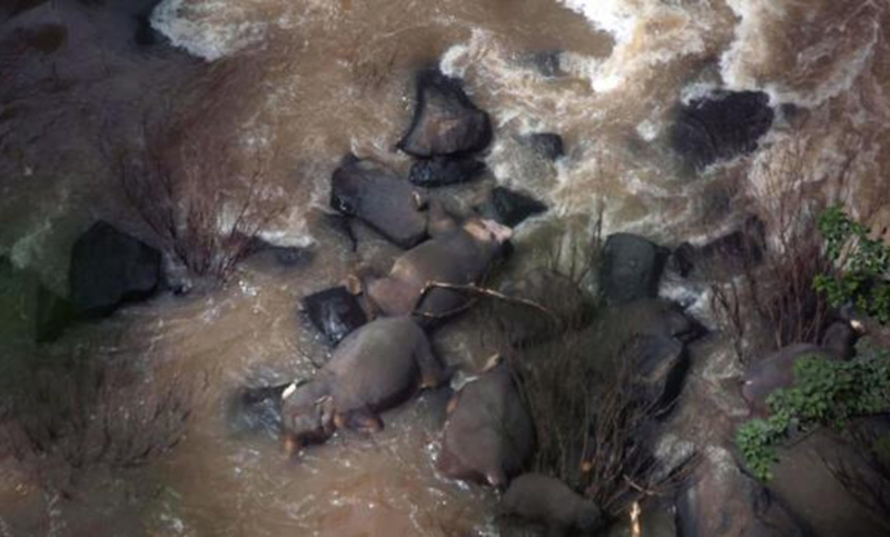 Cinco elefantes murieron al caer de una cascada en Tailandia