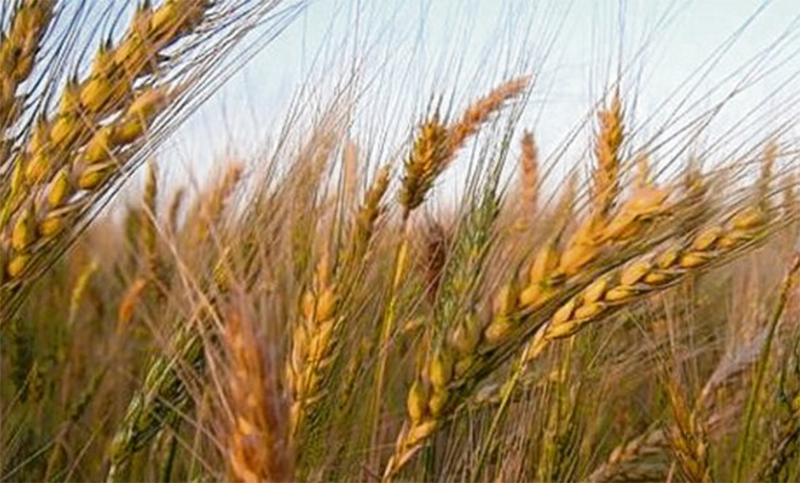 Las recientes lluvias fueron muy favorables para el trigo