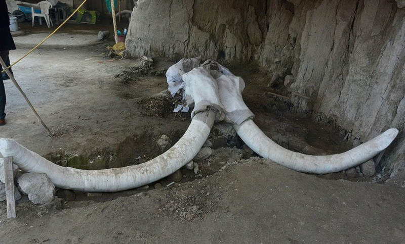 Descubren los restos de 14 mamuts cazados con trampas hace 15.000 años