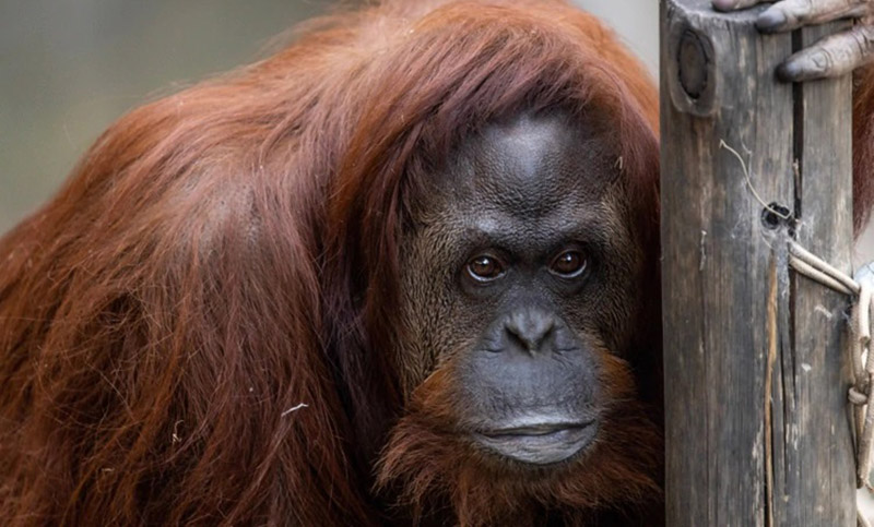 La orangutana Sandra llegó al santuario estadounidense donde vivirá el resto de su vida
