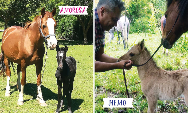 Nacieron dos caballos de yeguas que fueron rescatadas y recuperadas