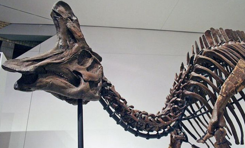 Hallan en el Pirineo los restos del lambeosaurino más antiguo de Europa