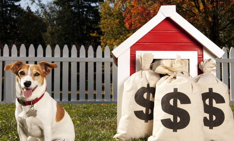 Inflación en mascotas: tener un perro cuesta 4.729 pesos al mes