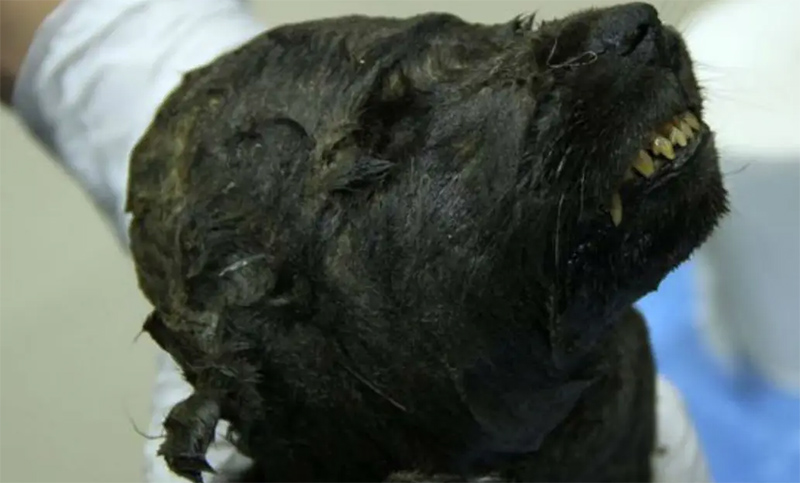 Descubren un cachorro de perro de 18.000 años, congelado en Siberia