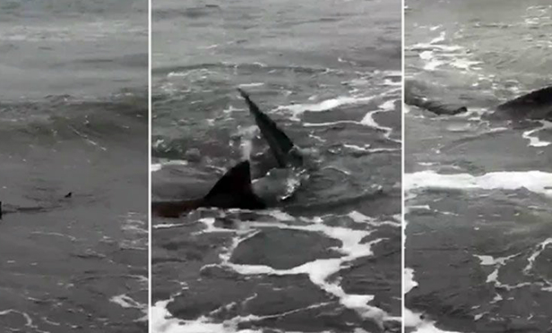 Aparecieron tiburones en playas de Monte Hermoso, pero afirman que son inofensivos