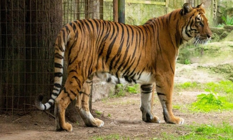 Trasladan a una tigresa que vivía en el bioparque de La Plata a un santuario de Sudáfrica